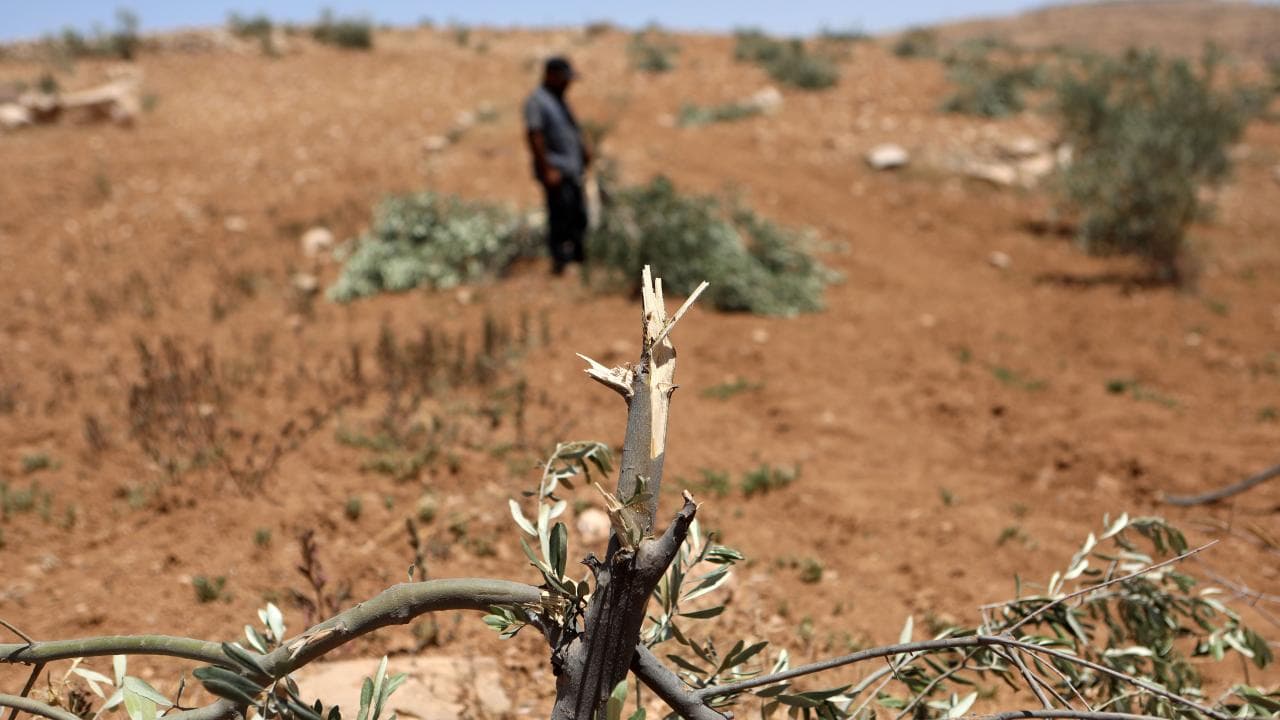 BM, Batı Şeria'da zeytin hasadı sezonunda saldırıların arttığı uyarısında bulundu